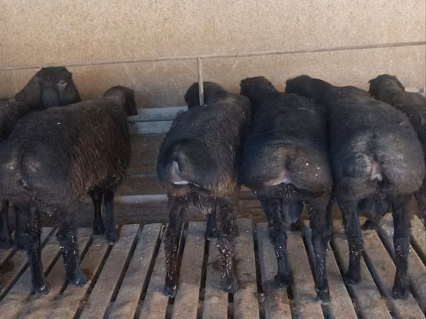 Qoʻchqor, Bardhoka sheep