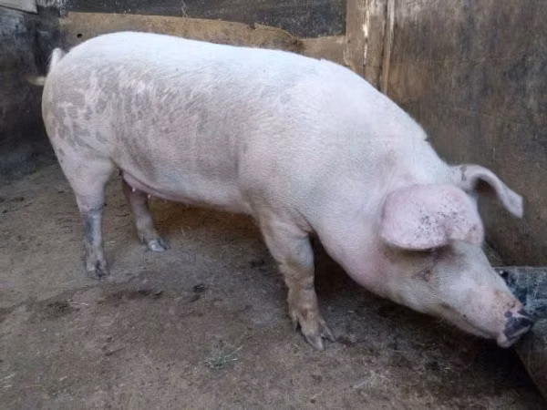 Scroafă, Porci
