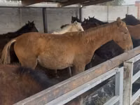 Cheval, Russian Don — photo 1