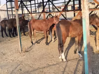 公马, Horses — 照片 4