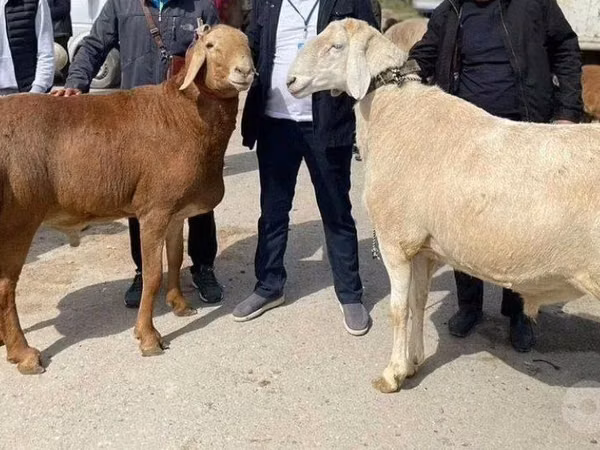 公羊, Sheep