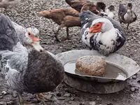 डोमेस्टिक मस्कोवी — फ़ोटो 1