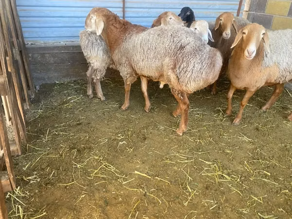 كبش, Rhon sheep