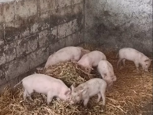 Scroafă, Porci