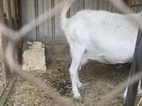 عنزة, Saanen goat — الصورة 3