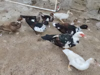 Ducks — फ़ोटो 4