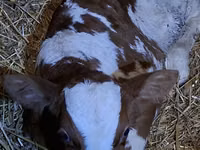 Toro, Simmental cattle — foto 3
