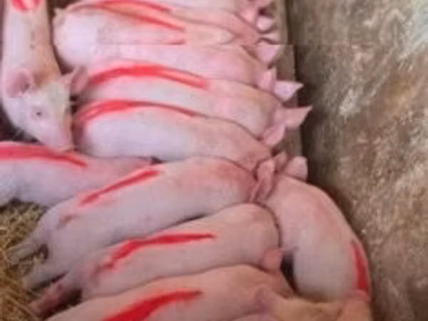 Säue, Schweine