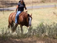 Horse (M), Quarter Horse — photo 8