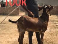 Capre (lot, sex nespecificat), Najdi goat — foto 1