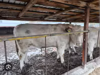 Buğa, Simmental cattle — foto 2