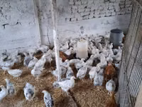 Chickens — Foto 4