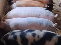 Pigs (batch, sex not specified) — photo 2