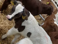 公牛, Simmental cattle — 照片 5