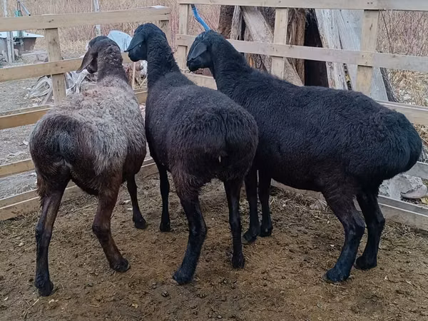 公羊, Edilbay sheep