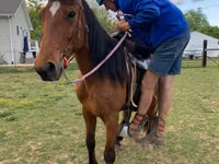 Aygʻir, Tennessee Walking Horse — 4-rasm