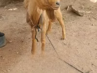 公山羊, Goats — 照片 1