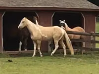 Cal, Racking Horse — foto 2