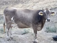 母牛, Cattle — 照片 2