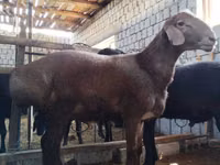 Berbec, Blackheaded Persian sheep — foto 2