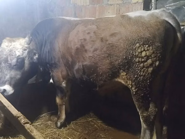 Bulle, Simmental cattle