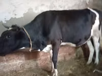 Vaca, Russian Black pied cattle — foto 7