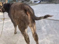 Toro, Ganado vacuno — foto 2