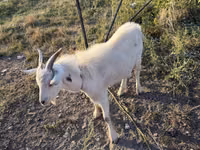 Ziegenbock, Ziegen — Foto 2