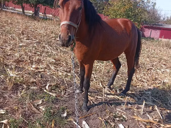Iapă, Cai