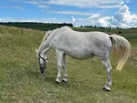 Mare, Horses — photo 2