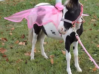 Iapă, Miniature horse — foto 4