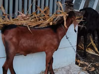 Ziegenbock, Nubian Goat — Foto 2