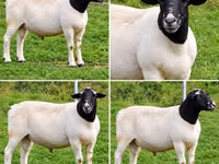 كبش, Beltex sheep — الصورة 2