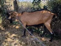 Țap, Alpine goat — foto 3