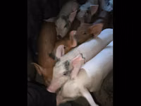 Scroafă, Porci — foto 1