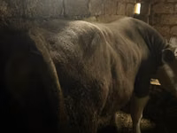 Bull, Simmental cattle — photo 2
