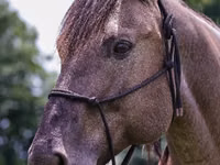 Cal, Quarter Horse — foto 7