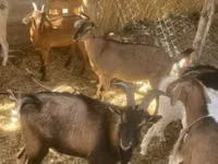 Goat, Goats — photo 3