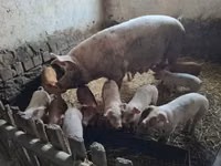 Säue, Schweine — Foto 1
