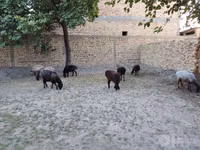 Ovejas (lote, sexo no especificado), Ovejas — foto 4