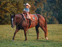 At, Quarter Horse — foto 2
