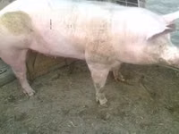 Verro — foto 2