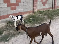 Capră, Nubian Goat — foto 4