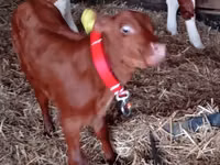 Bovinos (lote, sexo não especificado), Russian Black pied cattle — foto 4