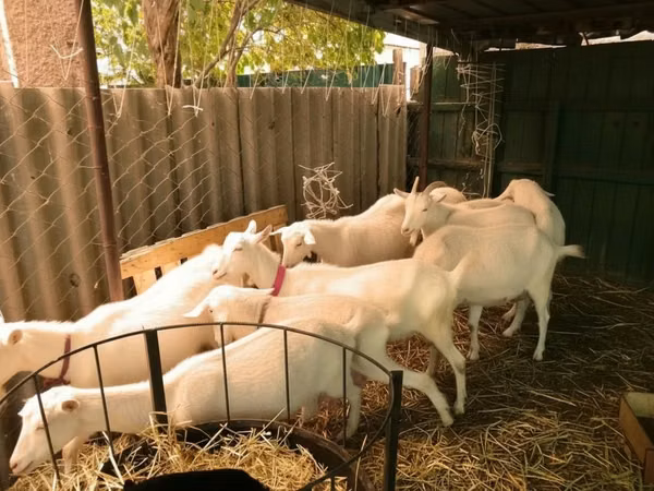 ماعز (دفعة، الجنس غير محدد), Pomellata goat