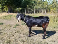 Cabro, Nubian Goat — foto 1