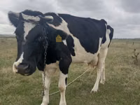 Sigir, Russian Black pied cattle — 1-rasm