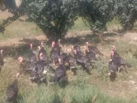 Turkeys — 6-rasm