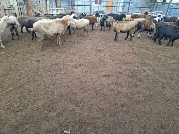 Ram, Sheep