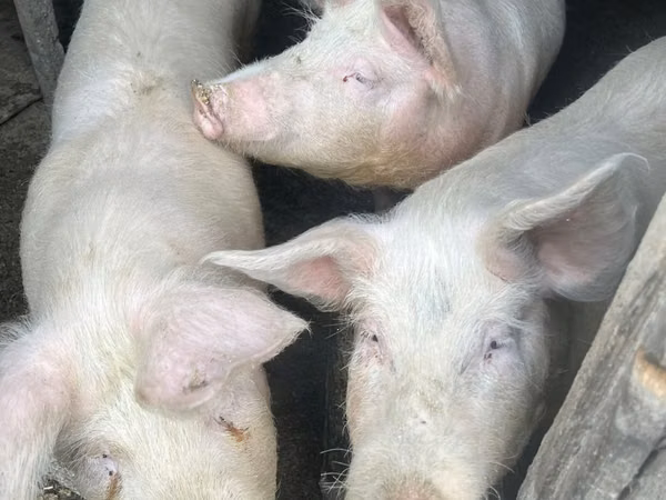 Vier, Porci — Republica Moldova